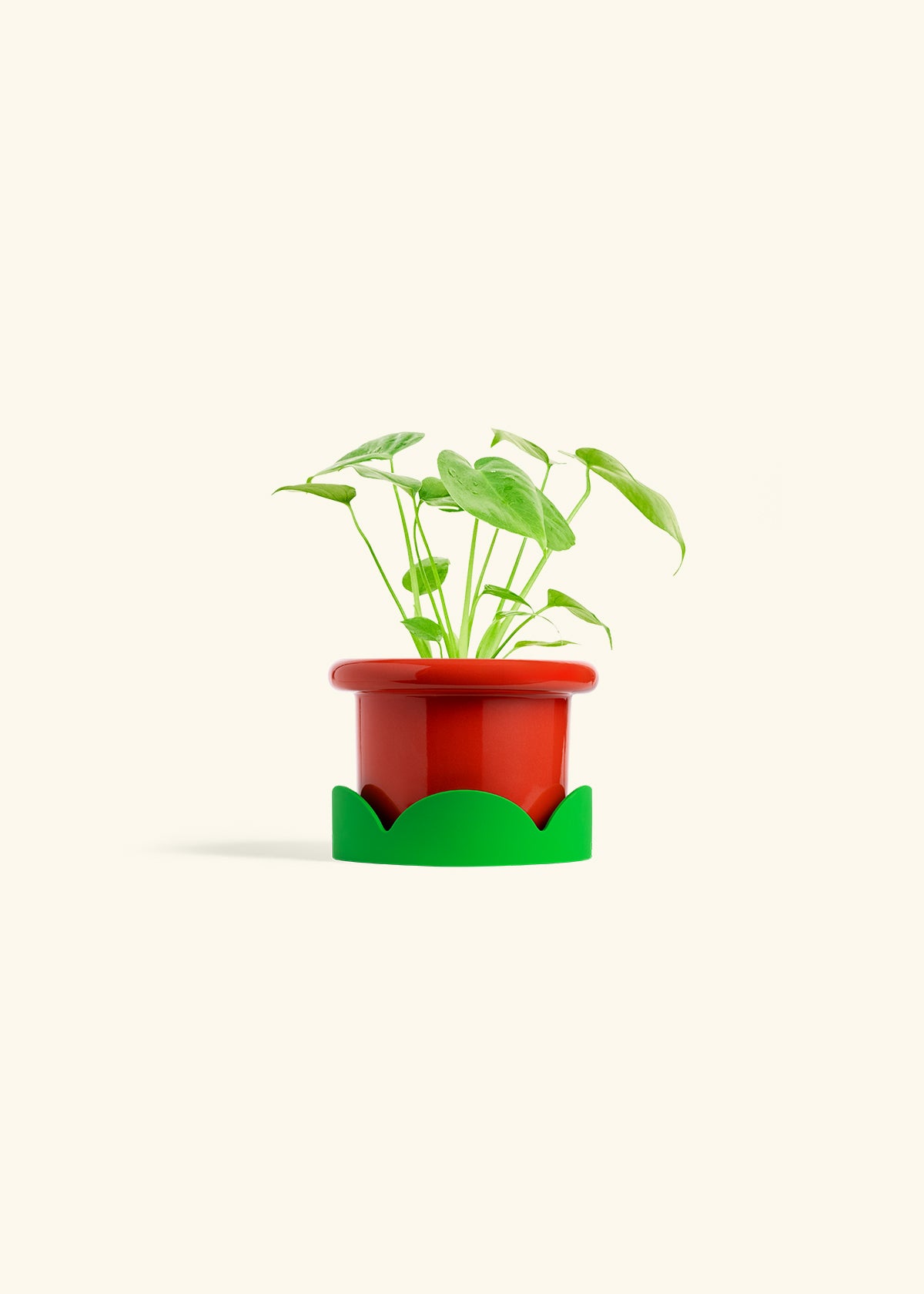 Monstera Swiss Cheese Plant in a 4 inches Fat Lip Red Planter in a Shamrock Petal Drip Tray