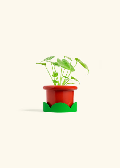 Monstera Swiss Cheese Plant in a 4 inches Fat Lip Red Planter in a Shamrock Petal Drip Tray