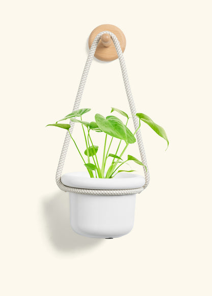 Monstera Swiss Cheese Plant, Small