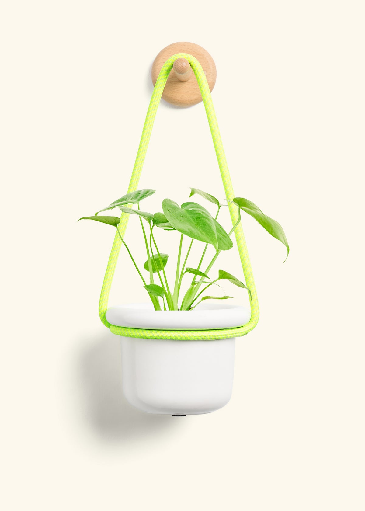Monstera Swiss Cheese Plant, Small