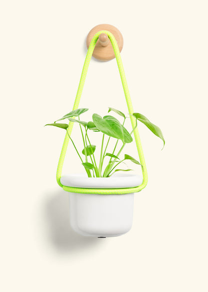 Monstera Swiss Cheese Plant, Small