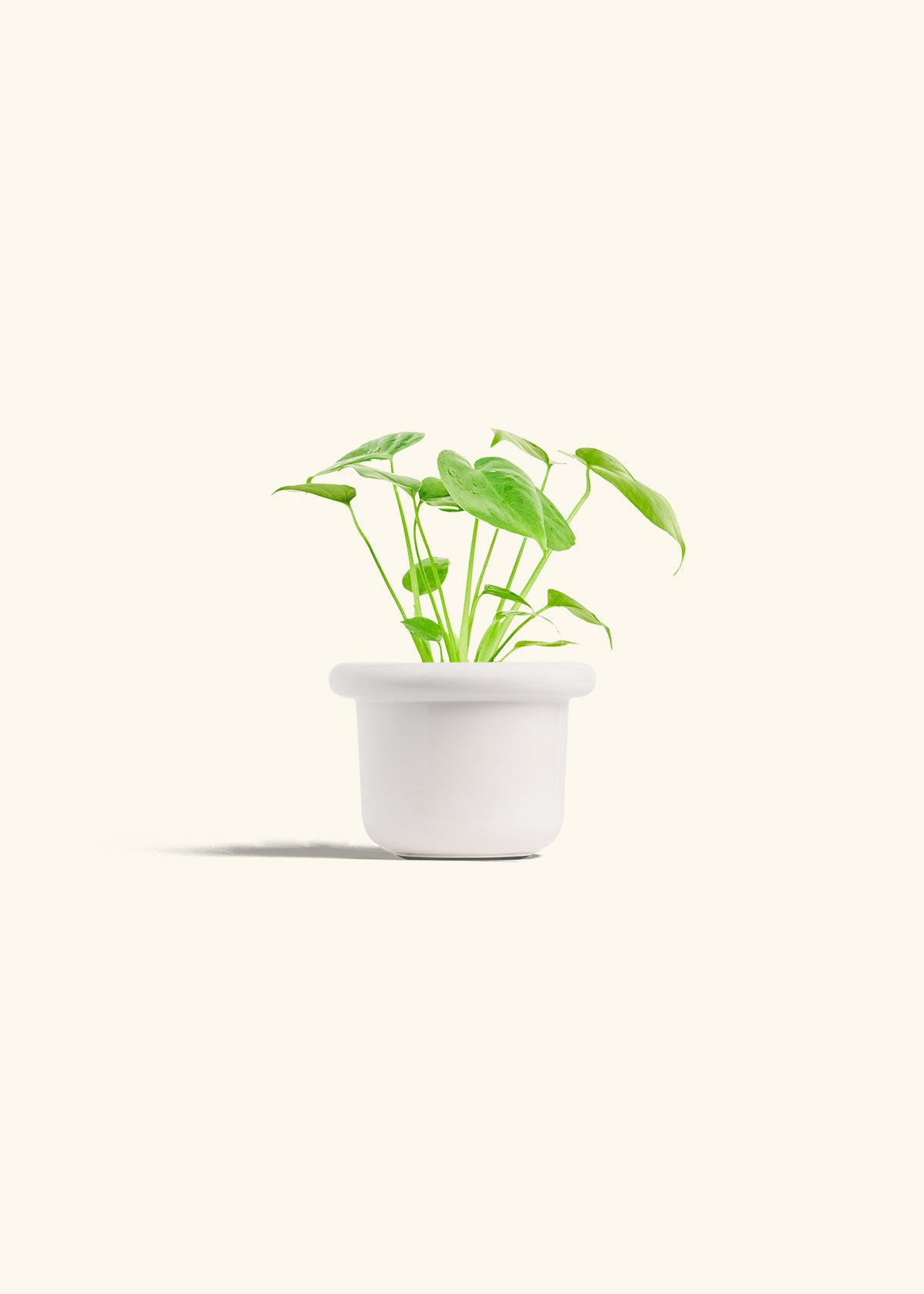 Monstera Swiss Cheese Plant in a 4 inches Fat Lip White Planter 