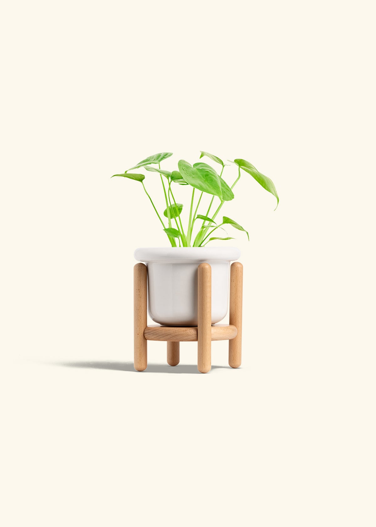Monstera Swiss Cheese Plant in a 4 inches Fat Lip White Planter in a Beech Wood Stand