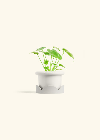 Monstera Swiss Cheese Plant in a 4 inches Fat Lip White Planter in a Oat Petal Drip Tray