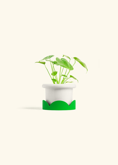 Monstera Swiss Cheese Plant in a 4 inches Fat Lip White Planter in a Shamrock Petal Drip Tray