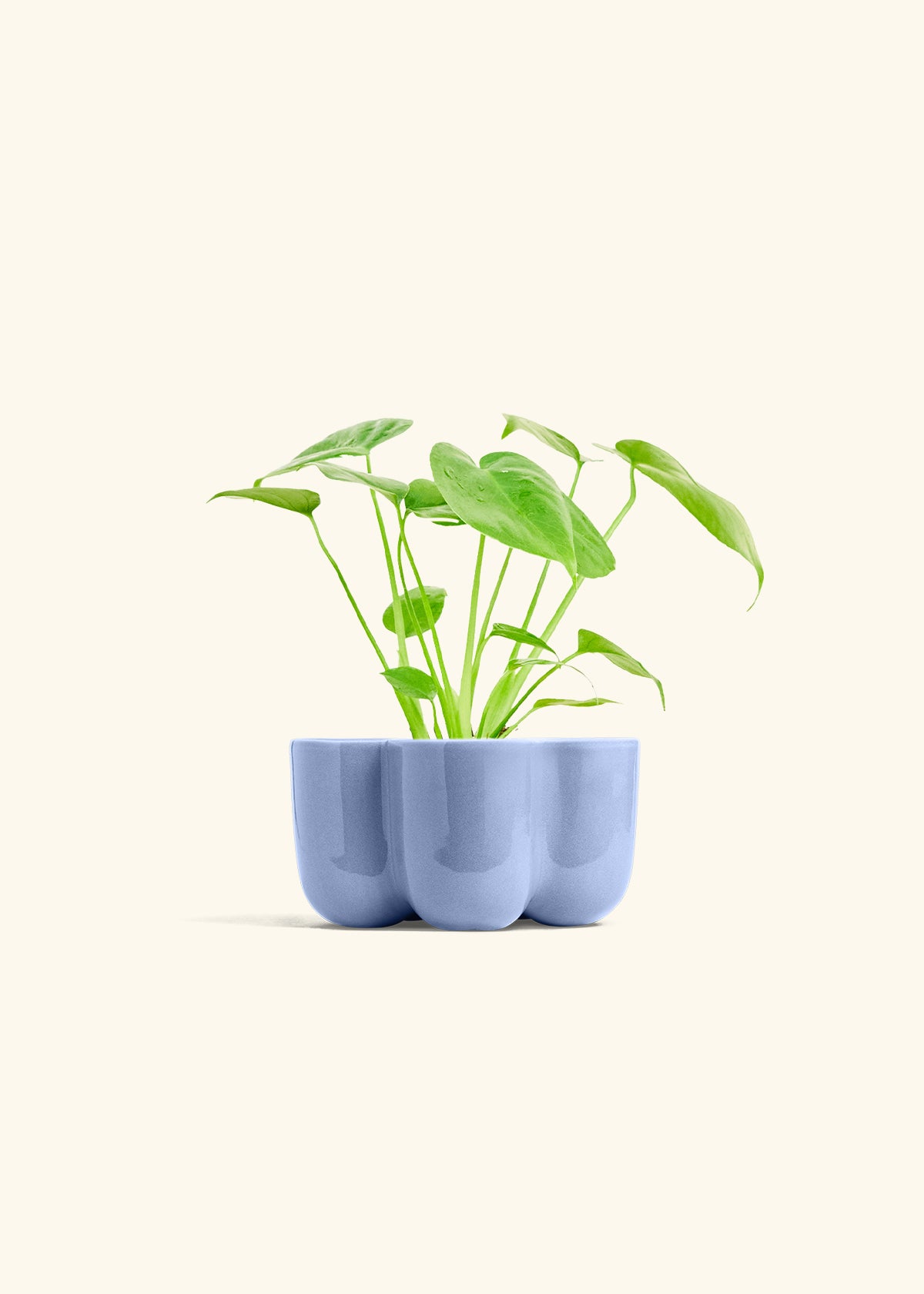 Monstera Swiss Cheese Plant in a 4 inches in a Blue Petal Planter