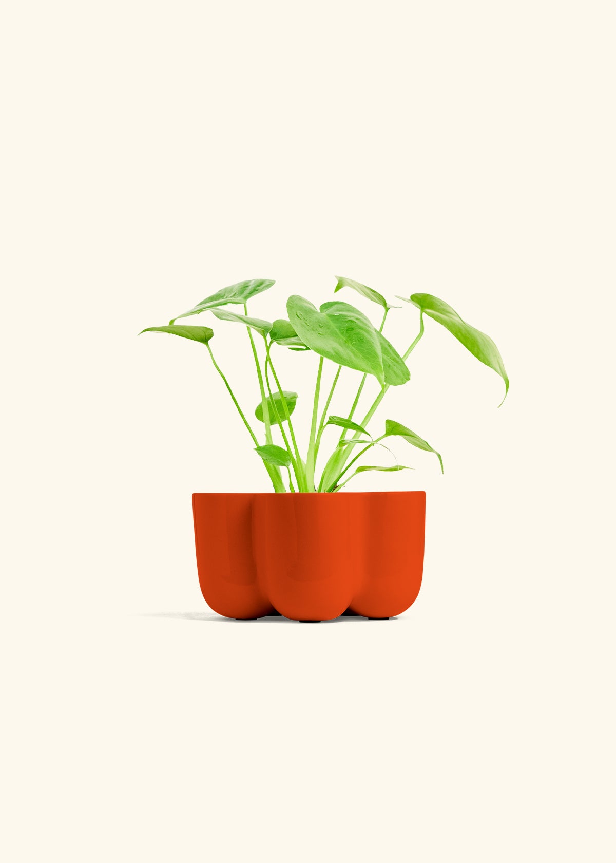 Monstera Swiss Cheese Plant in a 4 inches in a Red Petal Planter