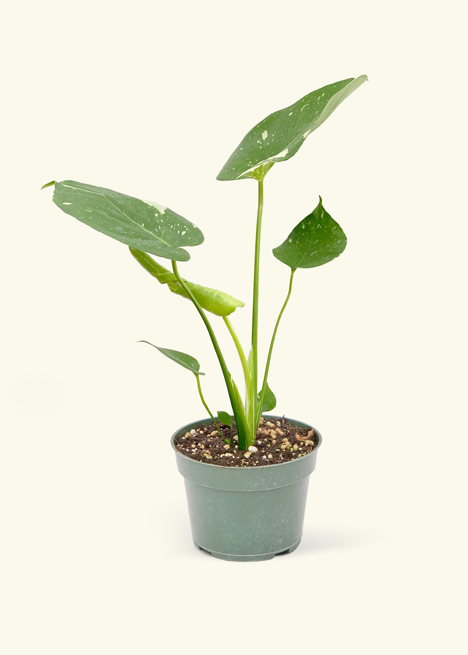 Monstera ‘Thai Constellation’, Small