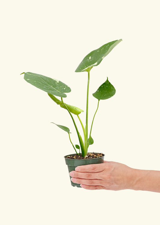 Small Monstera ‘Thai Constellation’ in a grow pot