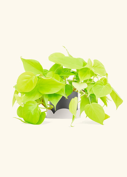 Neon Philodendron in a 4 inches Charcoal Classic Cylinder Planter in a Oat Petal Drip Tray