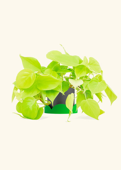 Neon Philodendron in a 4 inches Charcoal Classic Cylinder Planter in a Shamrock Petal Drip Tray
