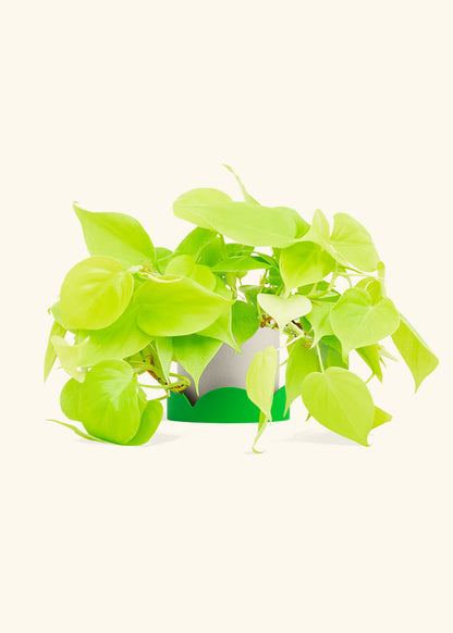 Neon Philodendron in a 4 inches Oat Classic Cylinder Planter in a Shamrock Petal Drip Tray