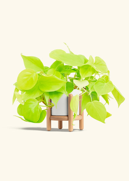Neon Philodendron in a 4 inches White Classic Cylinder Planter in a Beech Wood Stand