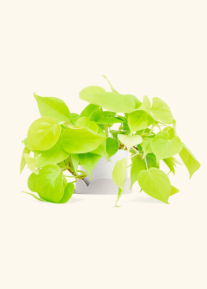 Neon Philodendron in a 4 inches White Classic Cylinder Planter in a Oat Petal Drip Tray