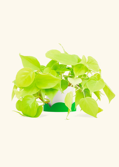 Neon Philodendron in a 4 inches White Classic Cylinder Planter in a Shamrock Petal Drip Tray