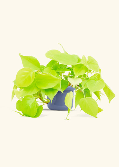 Neon Philodendron in a 4 inches Fat Lip Blue Planter 