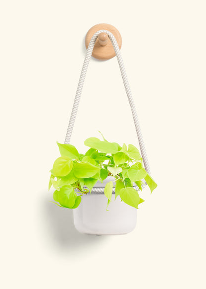 Philodendron 'Neon', Small