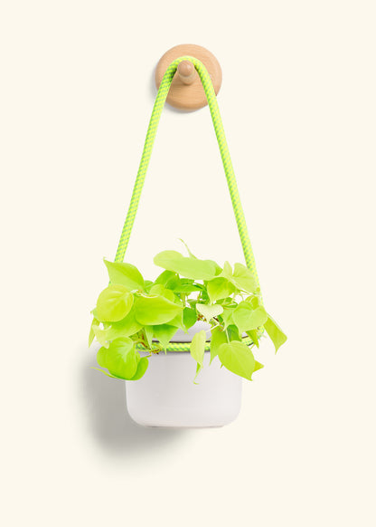 Philodendron 'Neon', Small