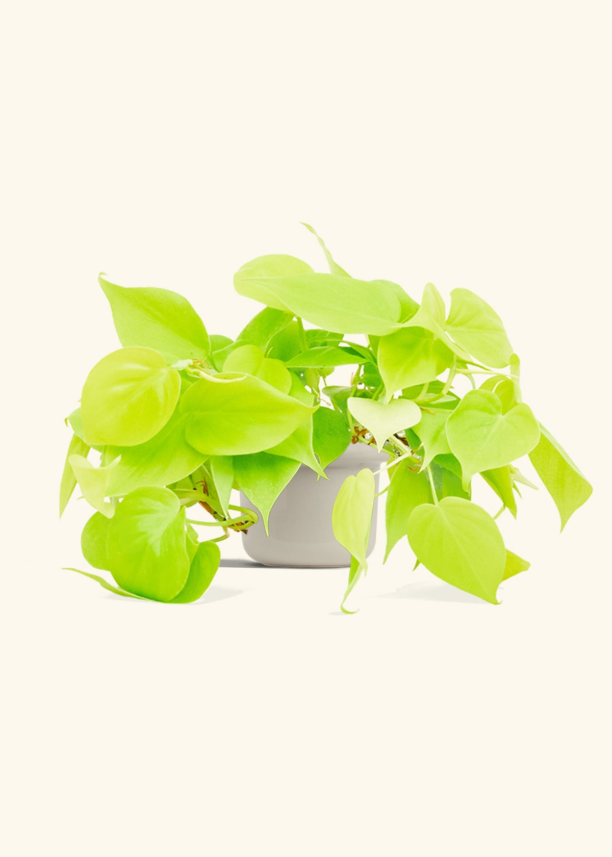 Neon Philodendron in a 4 inches Fat Lip Oat Planter 