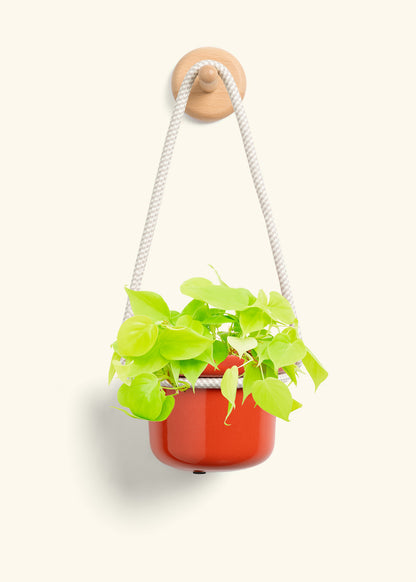 Philodendron 'Neon', Small