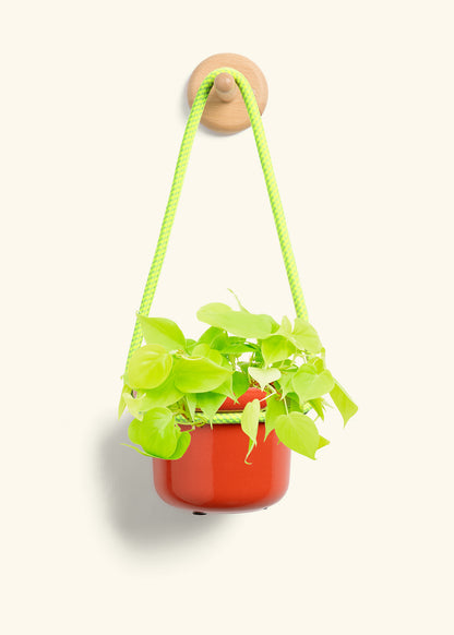Philodendron 'Neon', Small