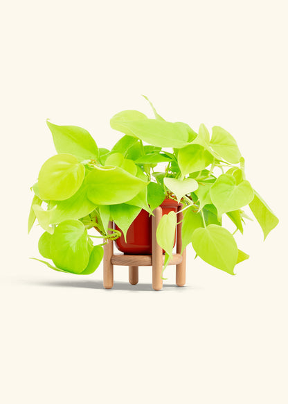 Neon Philodendron in a 4 inches Fat Lip Red Planter in a Beech Wood Stand