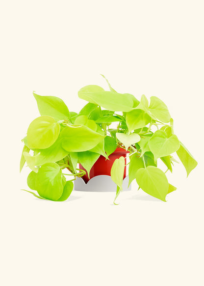 Neon Philodendron in a 4 inches Fat Lip Red Planter in a Oat Petal Drip Tray