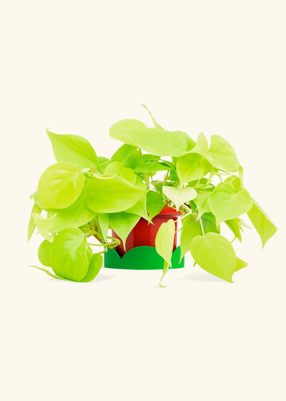 Neon Philodendron in a 4 inches Fat Lip Red Planter in a Shamrock Petal Drip Tray