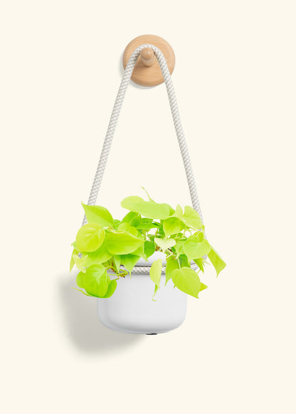 Philodendron 'Neon', Small