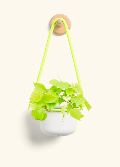 Philodendron 'Neon', Small