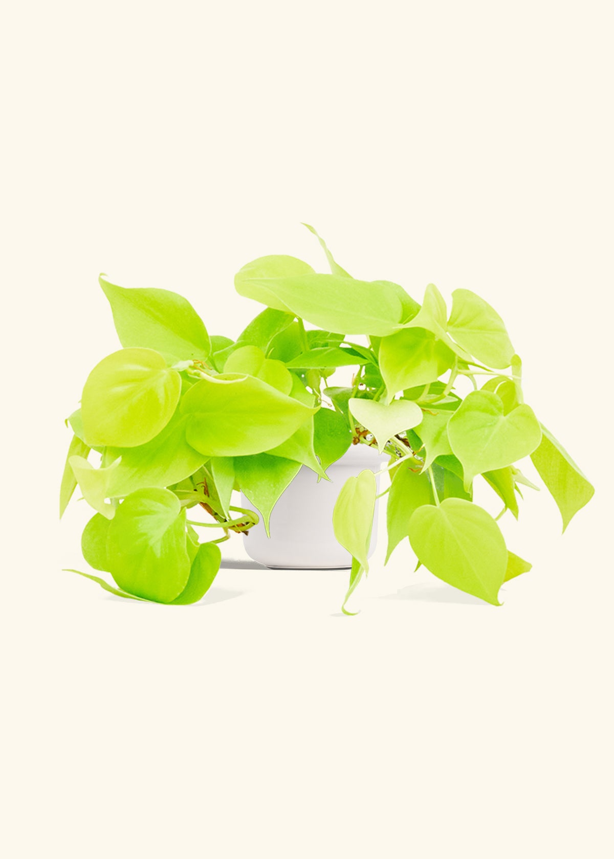 Neon Philodendron in a 4 inches Fat Lip White Planter 