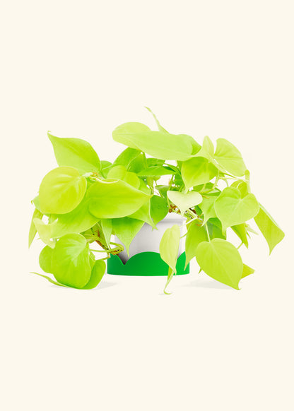Neon Philodendron in a 4 inches Fat Lip White Planter in a Shamrock Petal Drip Tray