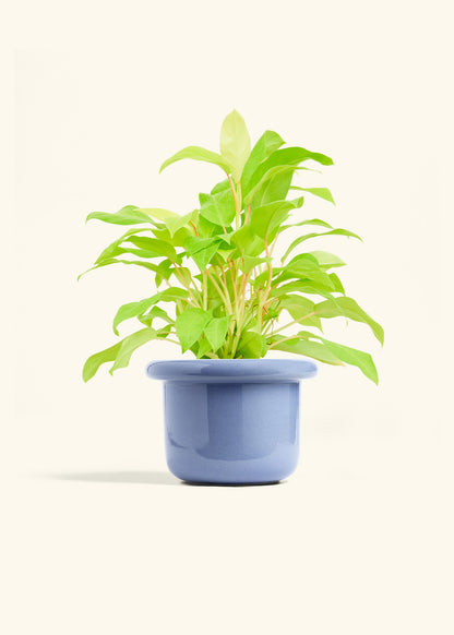 Philodendron Neon in a 6 inches Fat Lip Blue Planter 