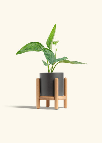 Monstera 'Peru', Small