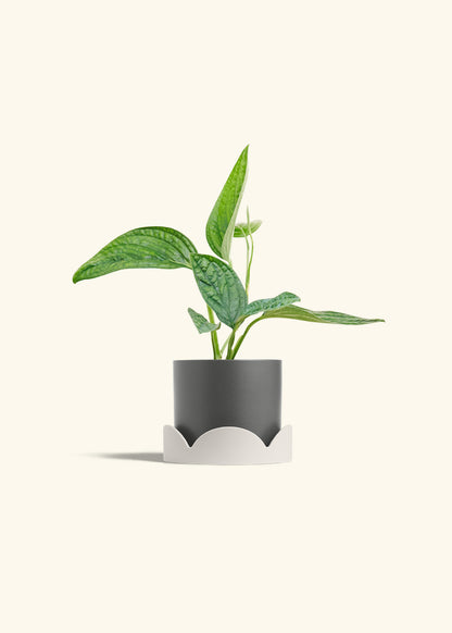 Monstera 'Peru', Small