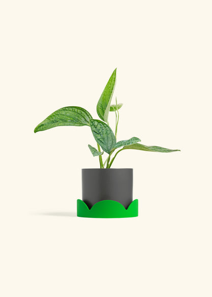 Monstera 'Peru', Small