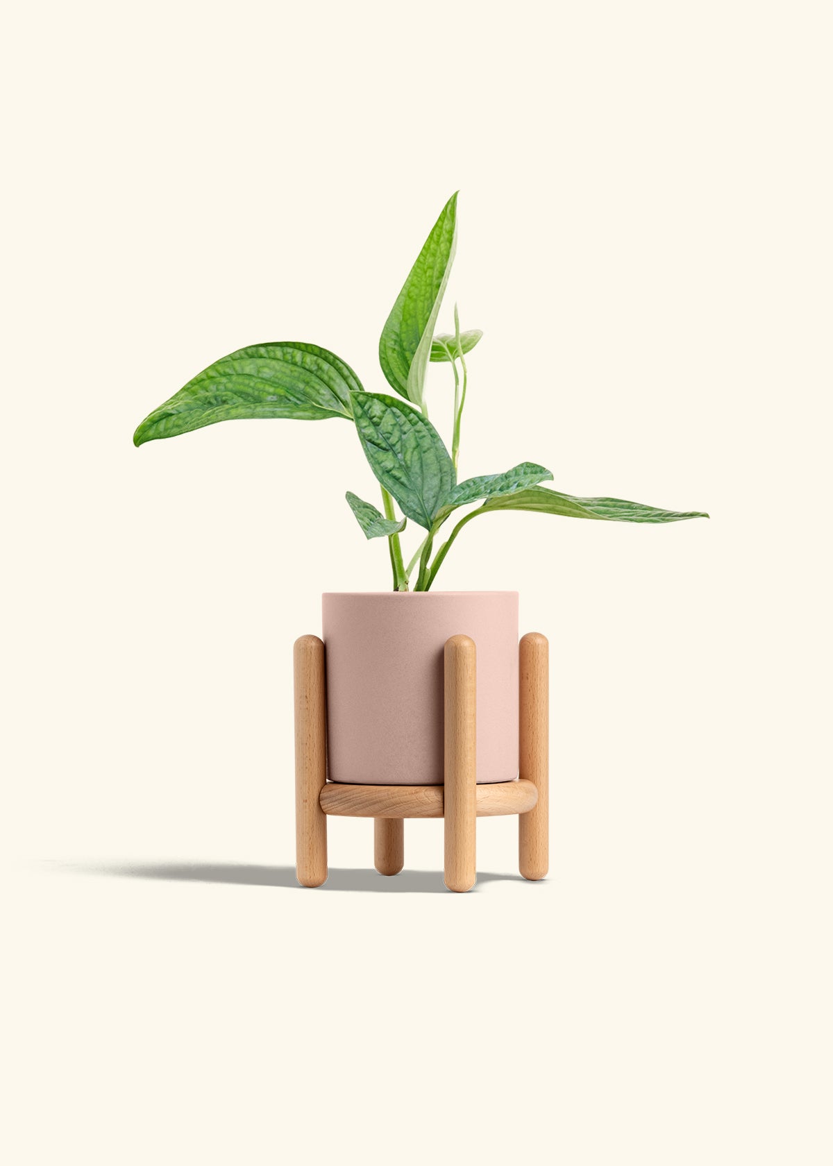 Monstera 'Peru', Small