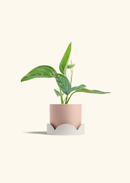 Monstera 'Peru', Small