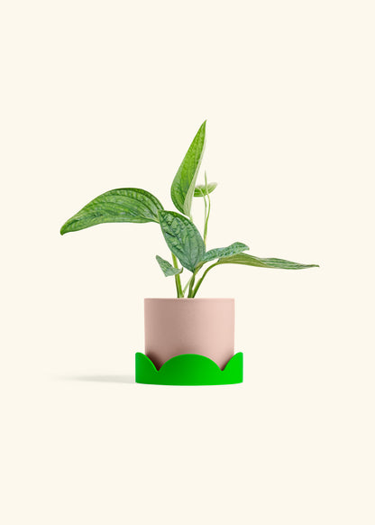 Monstera 'Peru', Small
