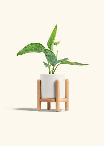 Monstera 'Peru', Small