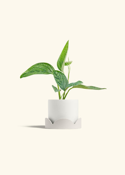 Monstera 'Peru', Small