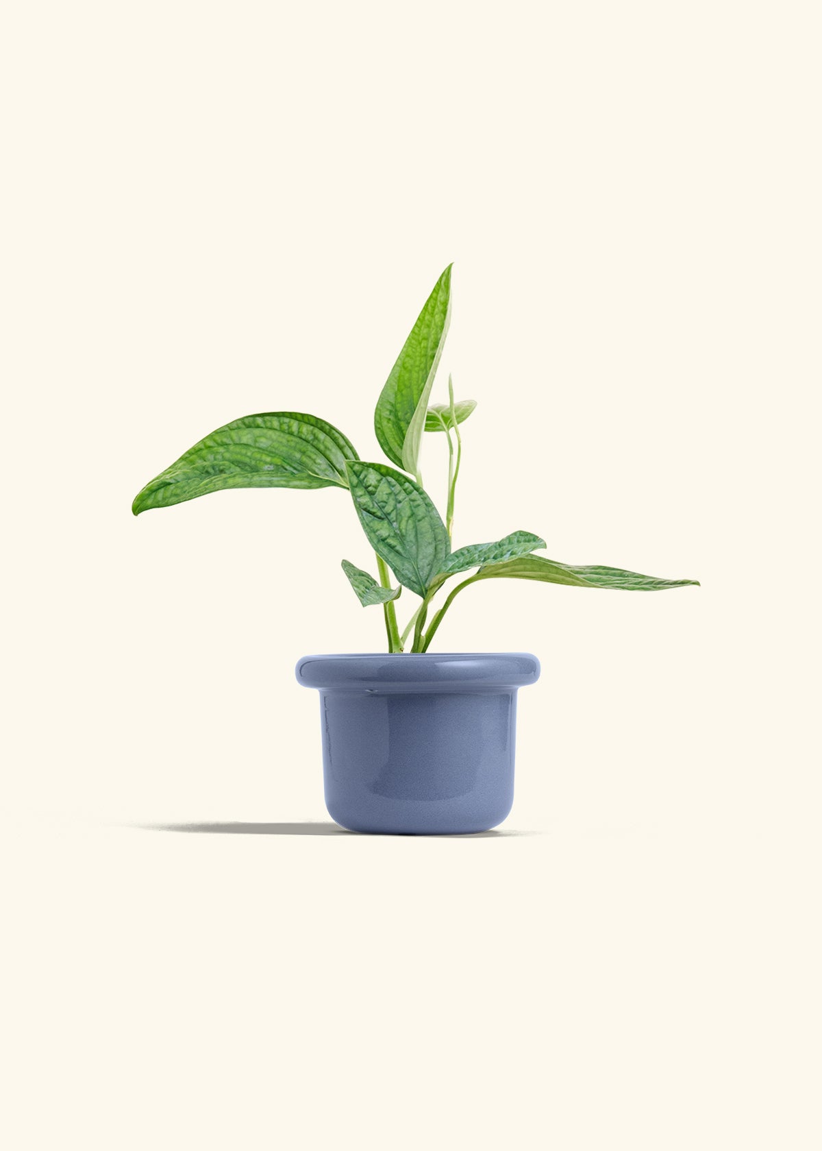 Monstera 'Peru', Small