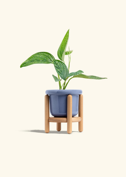 Monstera 'Peru', Small