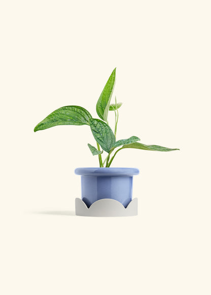 Monstera 'Peru', Small