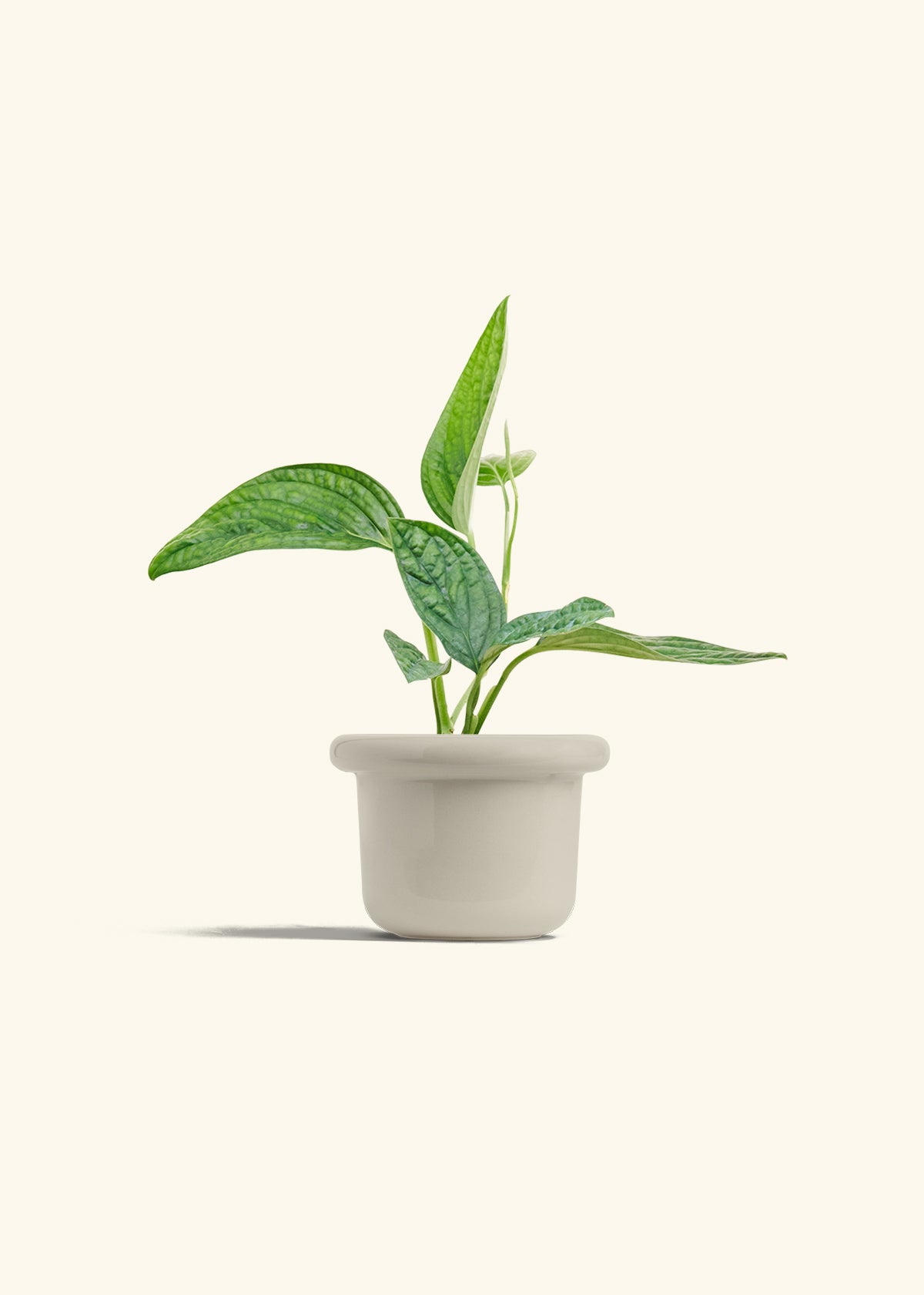 Monstera 'Peru', Small