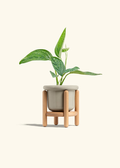 Monstera 'Peru', Small