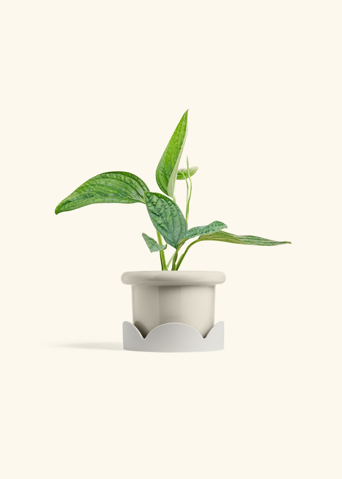 Monstera 'Peru', Small