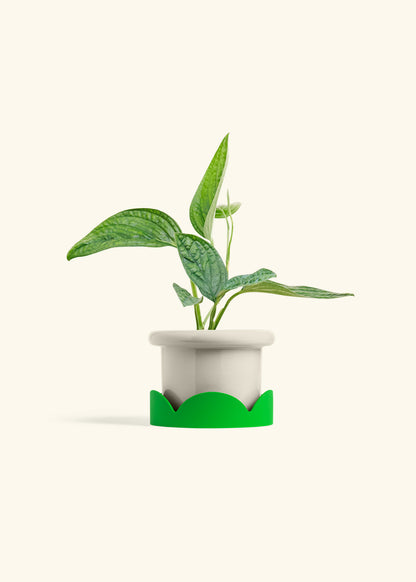 Monstera 'Peru', Small