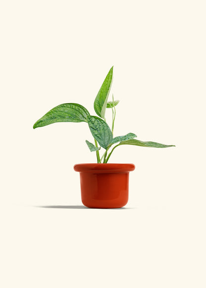 Monstera 'Peru', Small