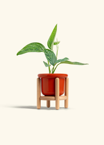 Monstera 'Peru', Small